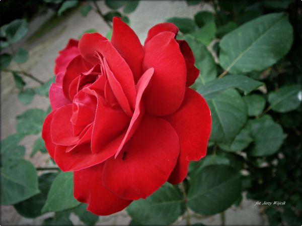 Fotografie z Rabki Zdrój -  miasto, Park Zdrojowy, kościół, Muzeum Orkana