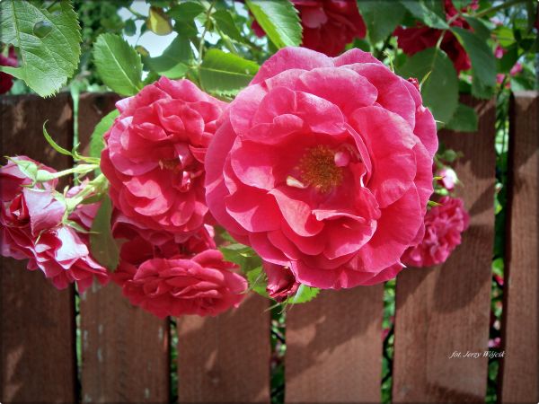 Fotografie z Rabki Zdrój -  miasto, Park Zdrojowy, kościół, Muzeum Orkana