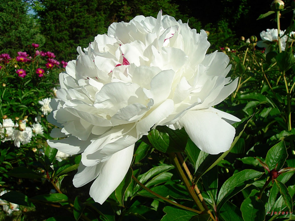 Fotografie z Rabki Zdrój -  miasto, Park Zdrojowy, kościół, Muzeum Orkana