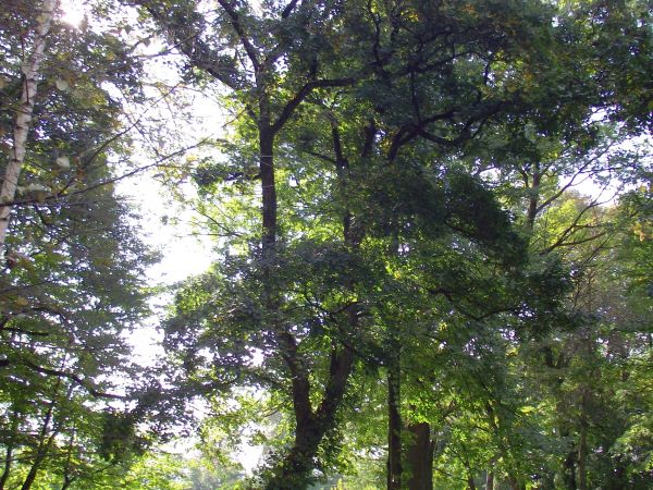 są słowa i wyrazy - no i co zastosować, by opisać ? - a jeszcze trzeba czuć !