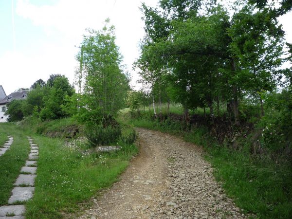 Droga do Cisów Raciborskiego w Harbutowicach.504 m npm.