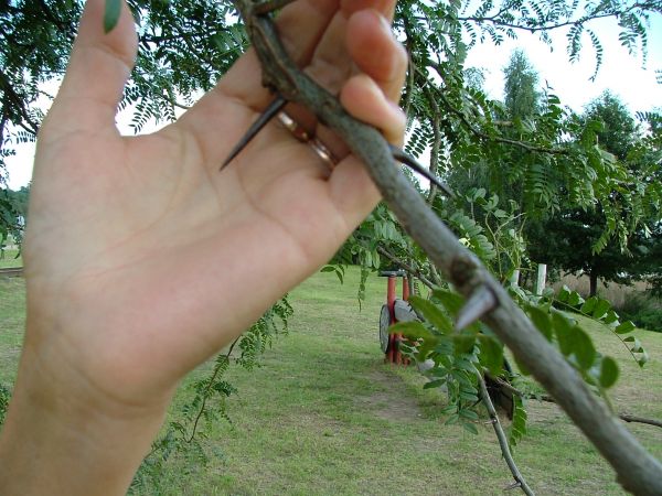 Glidiczja trójcierniowa,ciernie do 17 cm,owoce to łukowate strąki. Zdj.wykonano w Bydgoszczy-Myślęcinku. Dłoni użyczyła St. P.