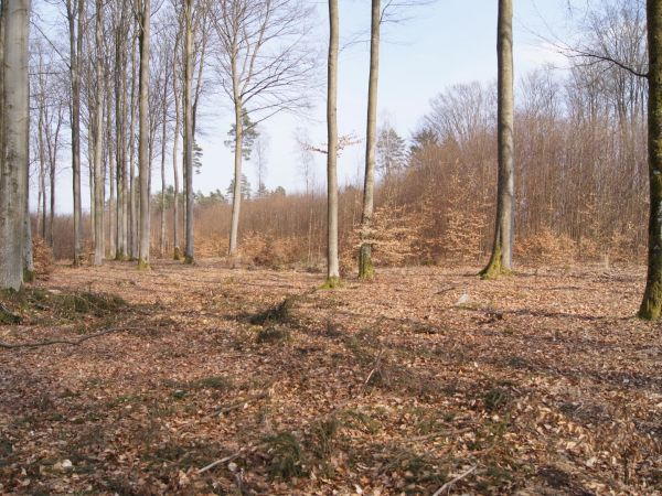 Zdjęcia Biały Dwór