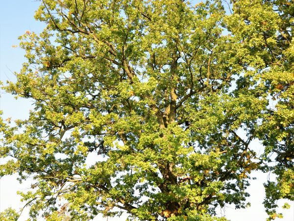 Okazały dąd nad stawami