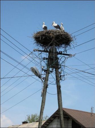 Jak one mogą mieszkać w takich warunkach?