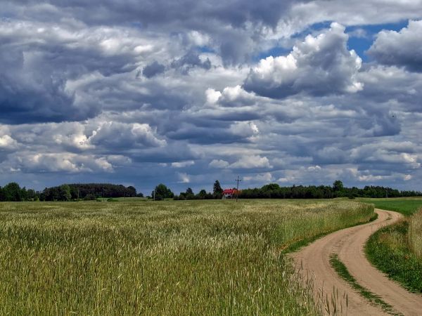 Droga wśród pól