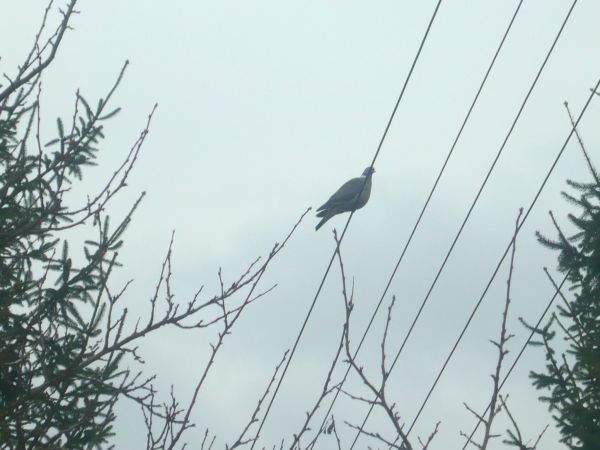 Jak nutka na pięciolinii