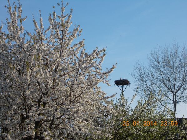 "Wiosna, wiosna ,wiosna ach to ty"-zapewne śpiewałby Marek G. Bociany na tle kwitnącej czereśni  lub czereśnia na tle bocianów... - wiosenne obrazy z okolic Brz