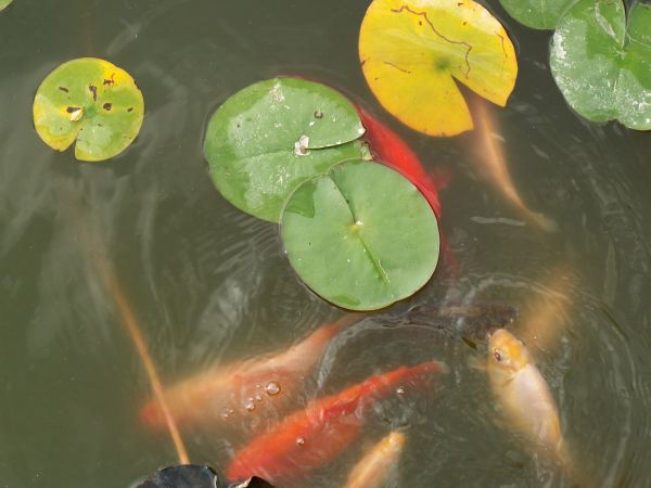 Kolorowe rybki w mętnej wodzie