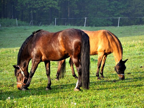 zdjecie Wodzisław Śląski