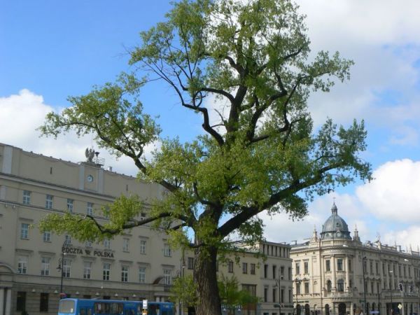 "Baobab"
