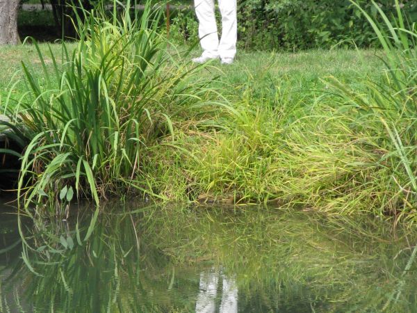 w parku dworskim, przy stawach - świat kolorowy, pełen zaskoczeń a oko fleszu wszędzie sięgnąć może i w sposób przeróżny utrwalić !