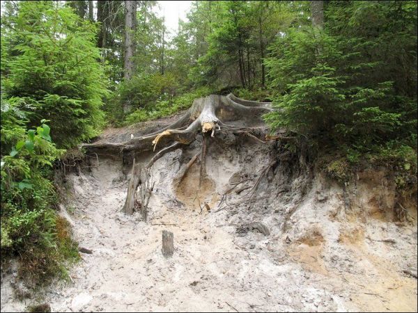 Susiec otoczony jest pięknymi lasami.