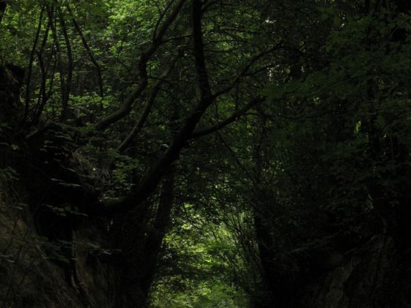 Głębocznica (wąwóz) w Rzeczycy