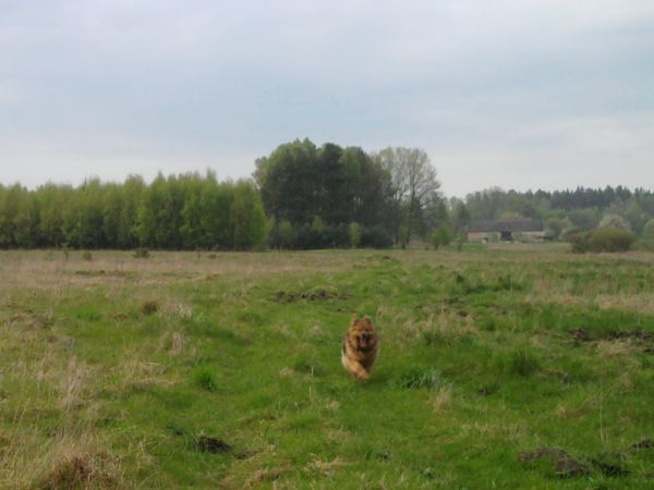 Mój kochany pies Bary , kwiecień 2014