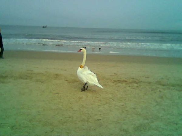 łabędź  nad  Bałtykiem