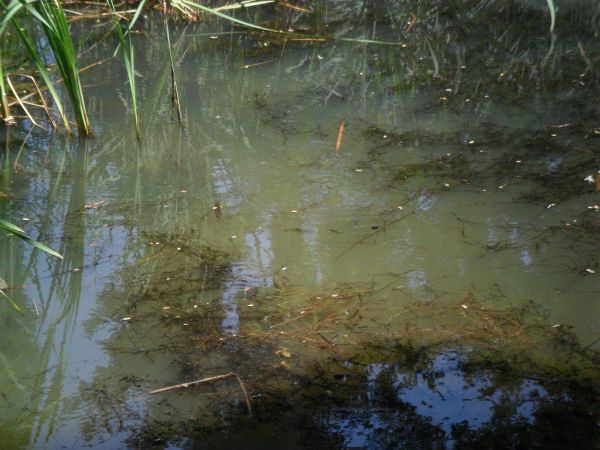 a w  otaczającej zamek fosie drobne karasie