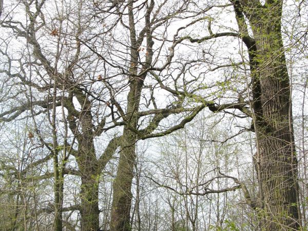 w parku dworskim, dwór Wiktorów został zniszczony w czasie II wojny światowej, folwark składał się z dworu, oranżerii, budynków gospodarczych i czworaków, w któ