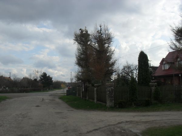 Przyleciały do Bartolina bociany i szykują sobie nowe gniazdo