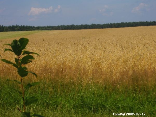Rozległy widok podmiejski, żniwa tuż tuż..