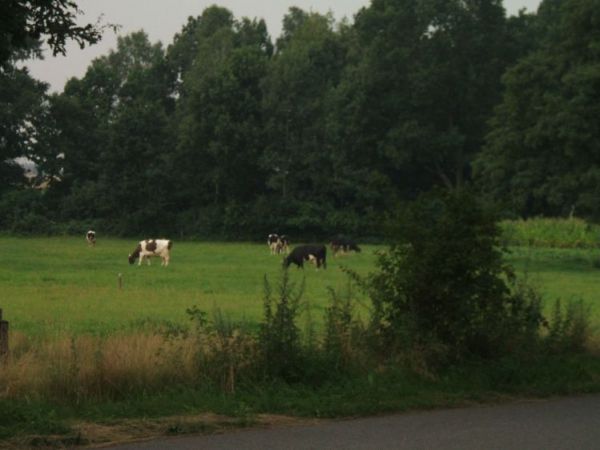 łąka w Podłężu Królewskim
