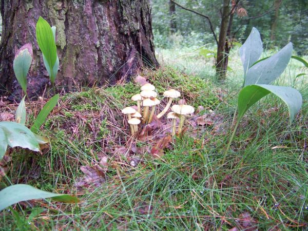 W zaciszu sosnowego pnia