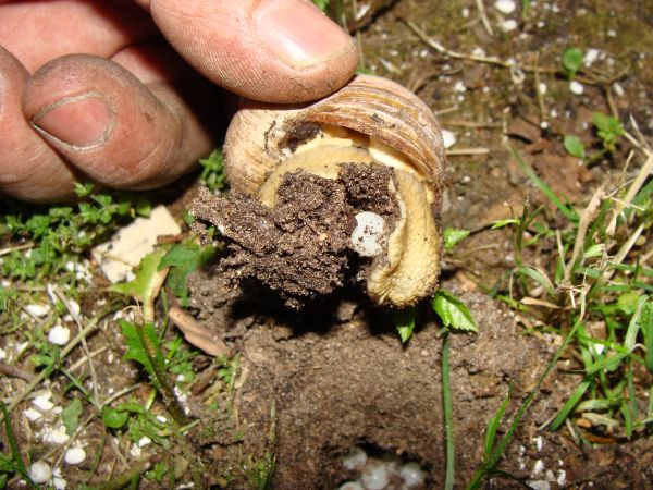 ślimak winniczek składa jajeczko