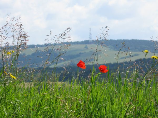 pasmo Dziady - 647m npm - z przekaźnikiem, na prawo - Kuty - 664m npm,  po lewej na zboczu  Las Parszywiec, w obniżeniach głównego grzbietu beskidzkiego występu