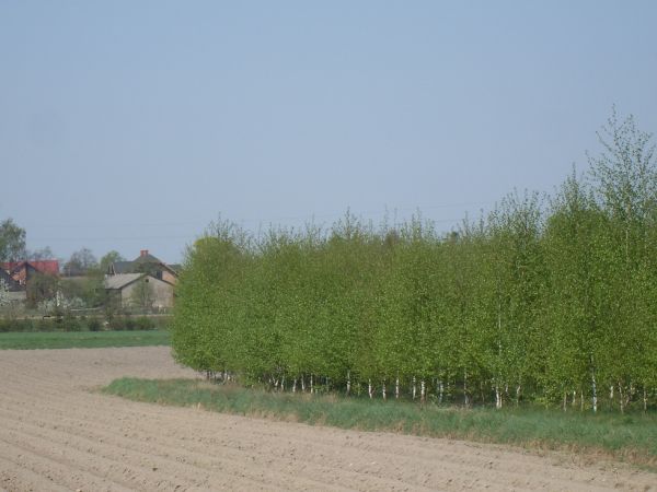 zdjecie Łubna-Jarosłaj