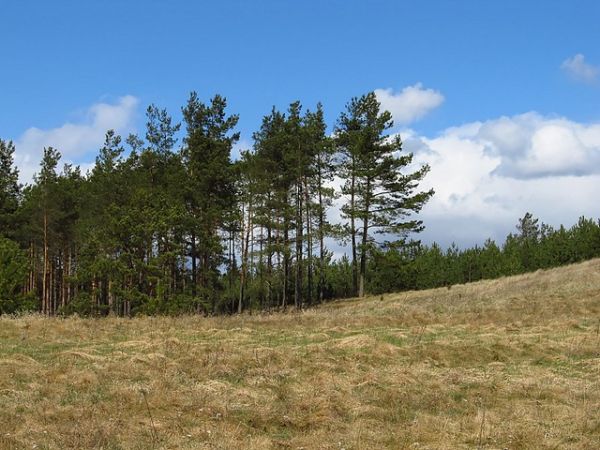 Leśny krajobraz w Lubikach Małych