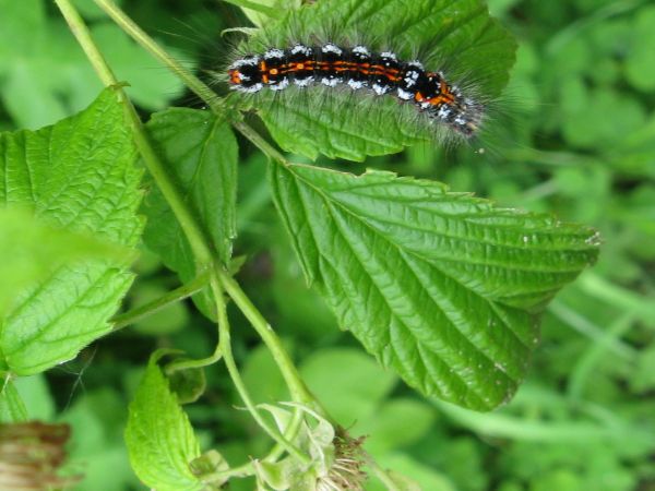 śliczny ! - prawda ? a jaki motyl z "tego" będzie ! i jak tu czasu wiosny nie chwalić? - może to na kleszcze "poluje" a może...