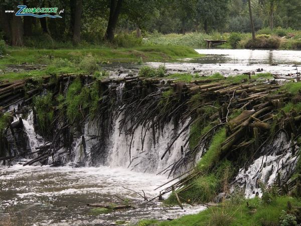 Nasza Piekna Przyroda