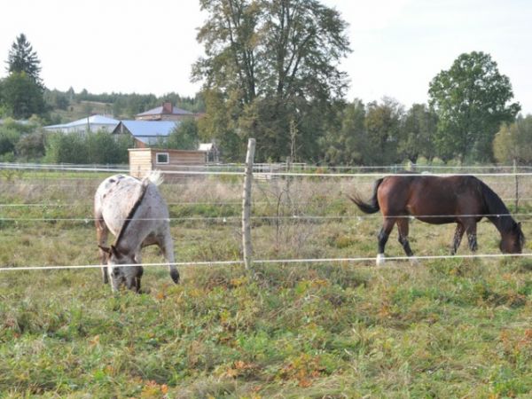 Zdjęcia Niegłowice