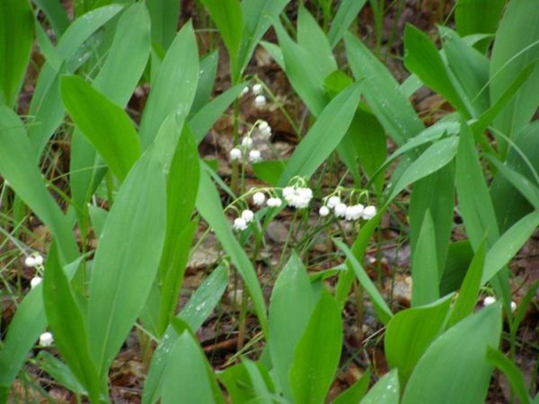 zdjecie Zalesie Górne
