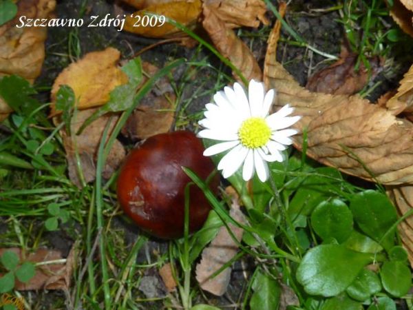 zdjecie Szczawno-Zdrój