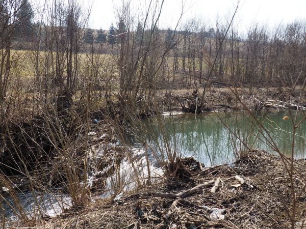 "bagienno-potokowe inżyniery" tu były, tamę z mozołem na Pielnicy zrobiły - pewnie jakąś strategię realizować zamierzają, niby w zgodzie z naturą - ale czy czło
