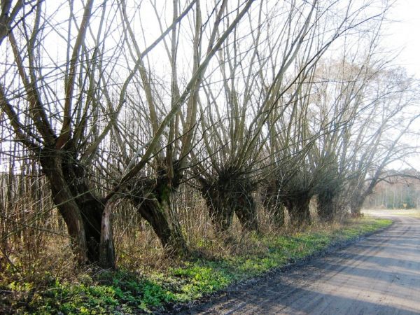 Aleja rosochatych wierzb.