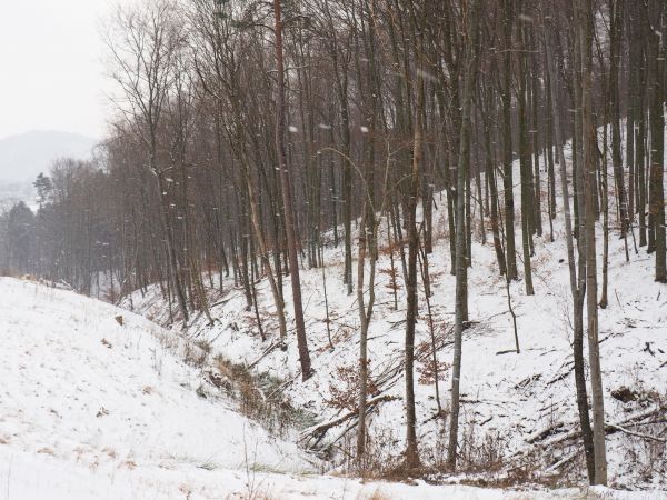 nowa utwardzona droga leśna prowadzi ze składu drewna przy leśniczówce w Dębnej i tu wybiega na przysiółku Machlina - w dole San płynie a za nim we mgle zbocze