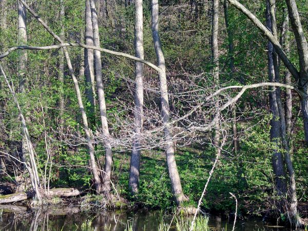 zdjecie Szalejów Górny