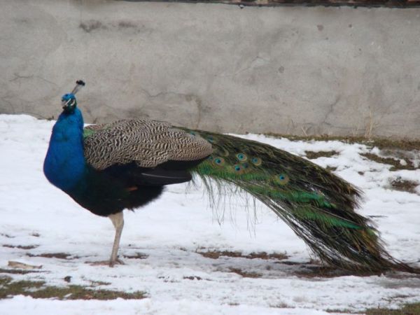 Gospodarstwo P. Toroń