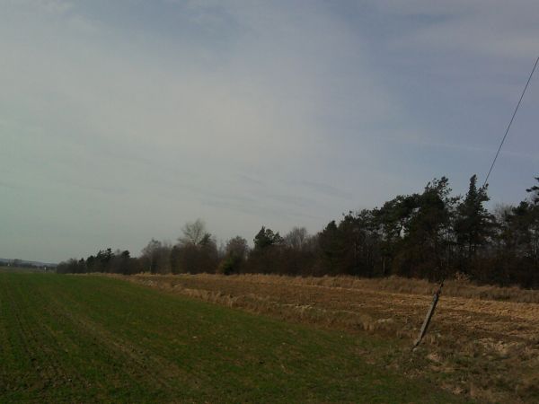 Zdjęcia Staw Ujazdowski