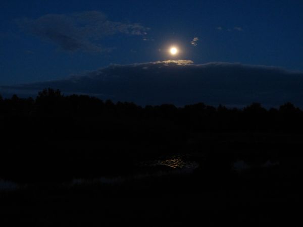 zdjecie Białowieża