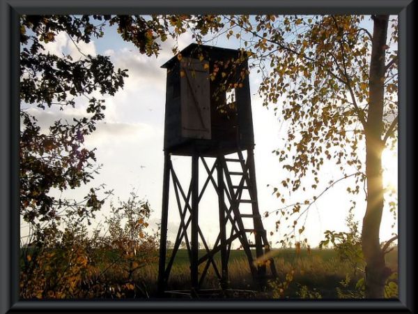 Ambona na skraju lasu w Sowczycach