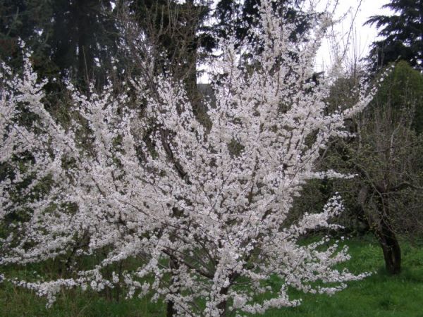 zdjecie Zalesie Górne