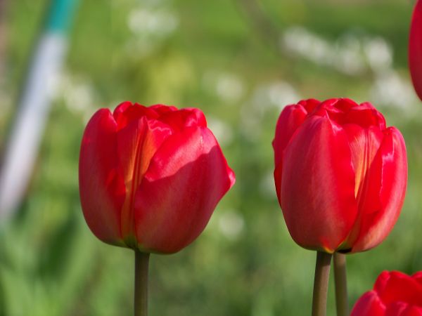 Tulipany