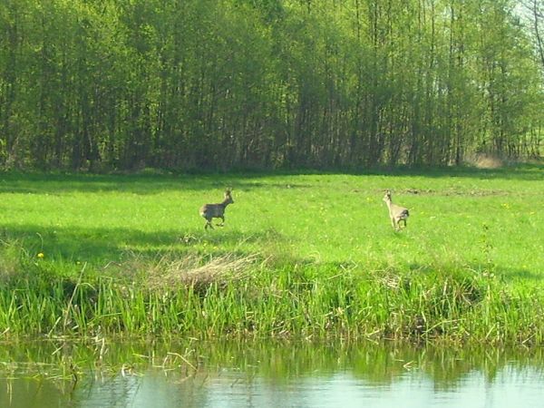 Sarny na marusańskich łąkach