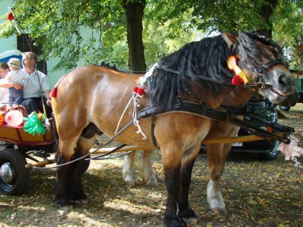 Bryczka - gospodarstwo Pana Wesołowskiego, Ispina