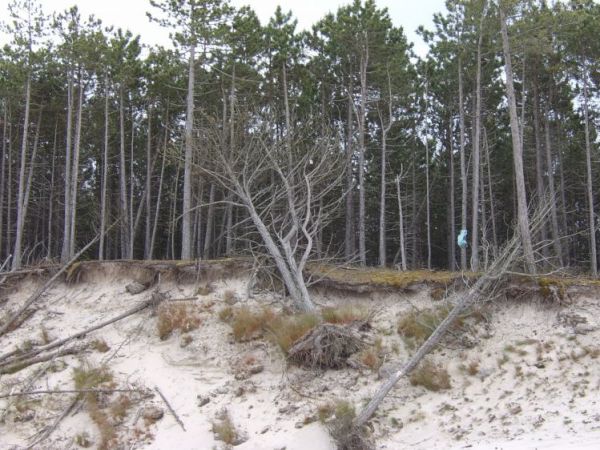 Plaża - widok na las