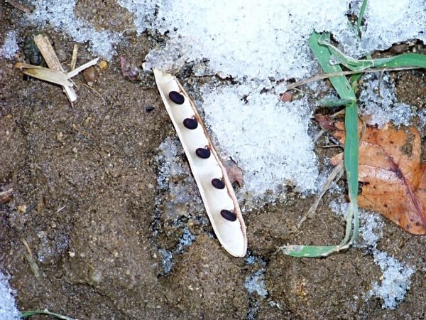 starsza fotka nasiona Akacji jeśli się nie mylę