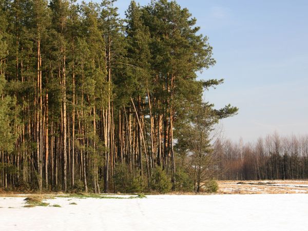 Widok w kierunku Łapuchówki.